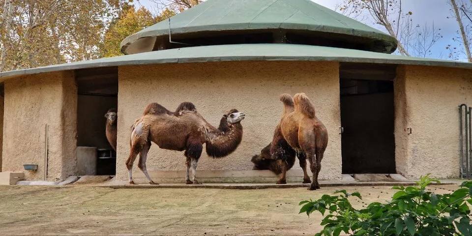 Camel in Rome Bioparco