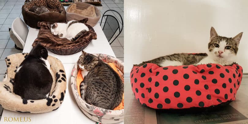 Rome Cat Sanctuary Ruins: Opening Hours & Interesting Facts