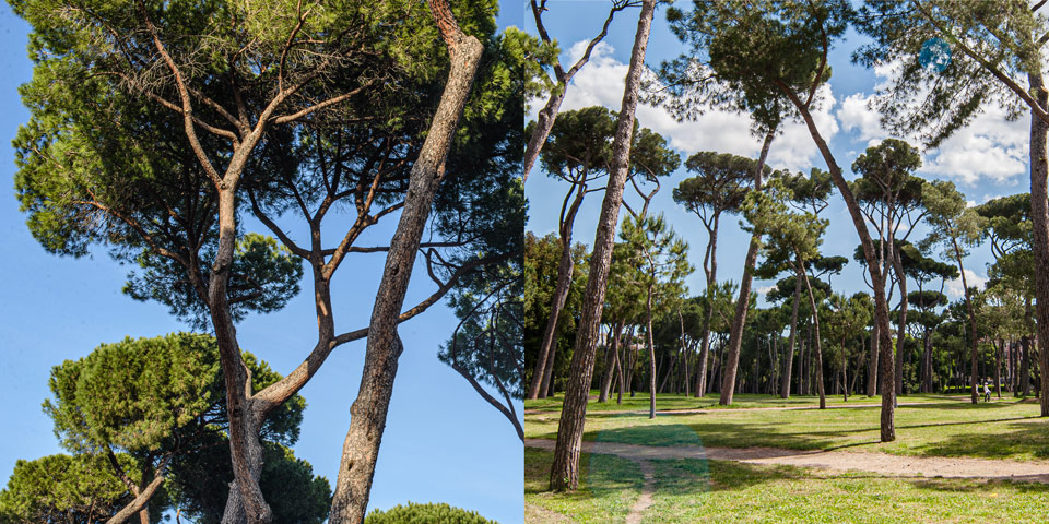 Close up Umbrella Pine Trees in Rome