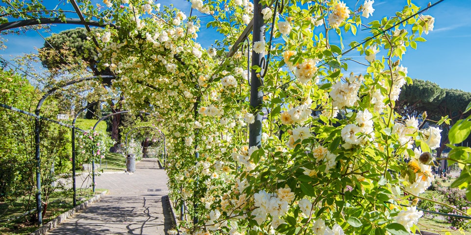 Seto de Rosas Blancas en el Jardín de Roma