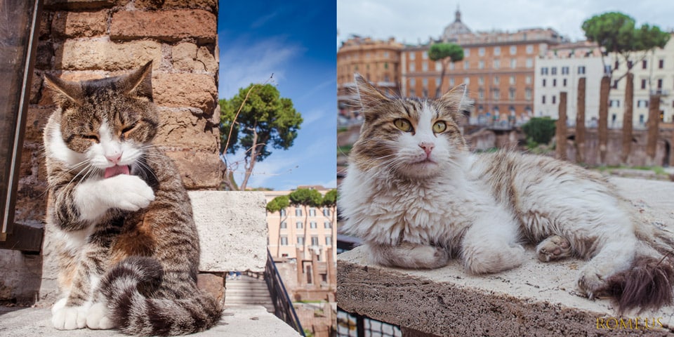 Homeless cats in Rome at Torre Argentina