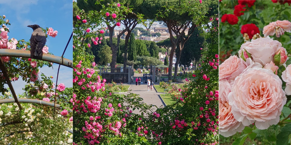 Ideas inspiradoras para fotos en el jardín de rosas de Roma