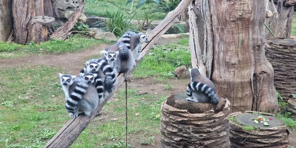 Lemurs in Rome Zoo