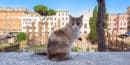 Rome Cat Sanctuary Ruins