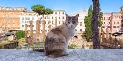 Rome Cat Sanctuary Ruins