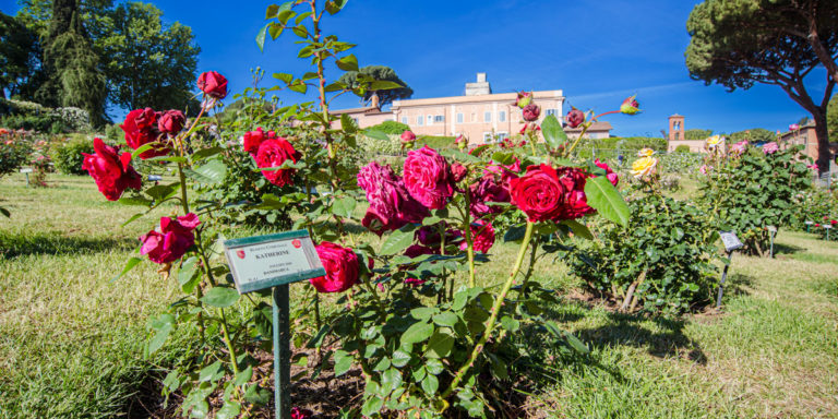 Rome’s Rose Garden (Roseto Comunale): Where to See 1100 Varieties in Bloom