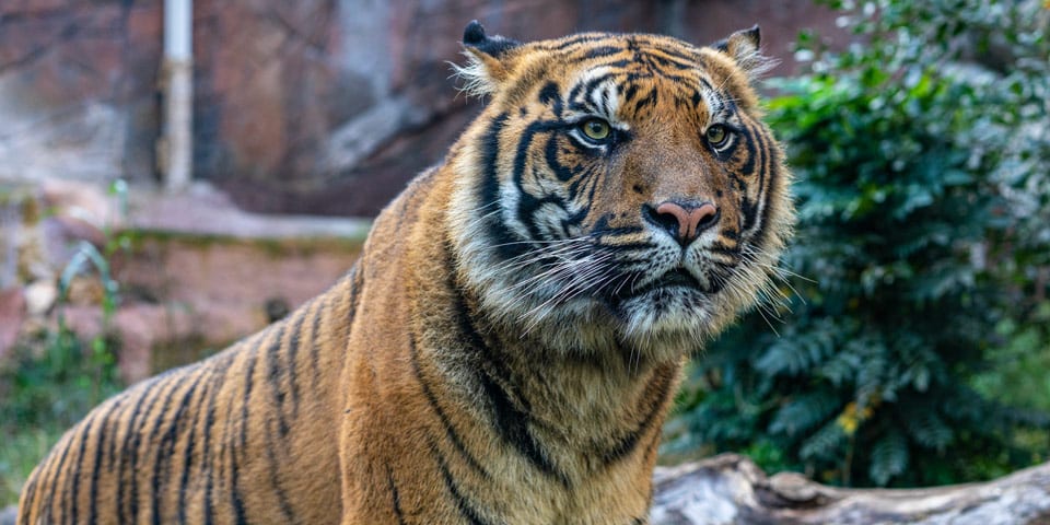 Tiger Rome City Zoo in Villa Borghese