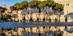 Umbrella Pine Trees in Rome Italy