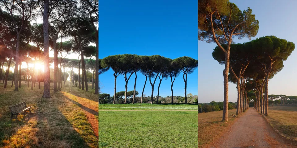Umbrella Pine Trees in Villa Doria Pamphili Rome