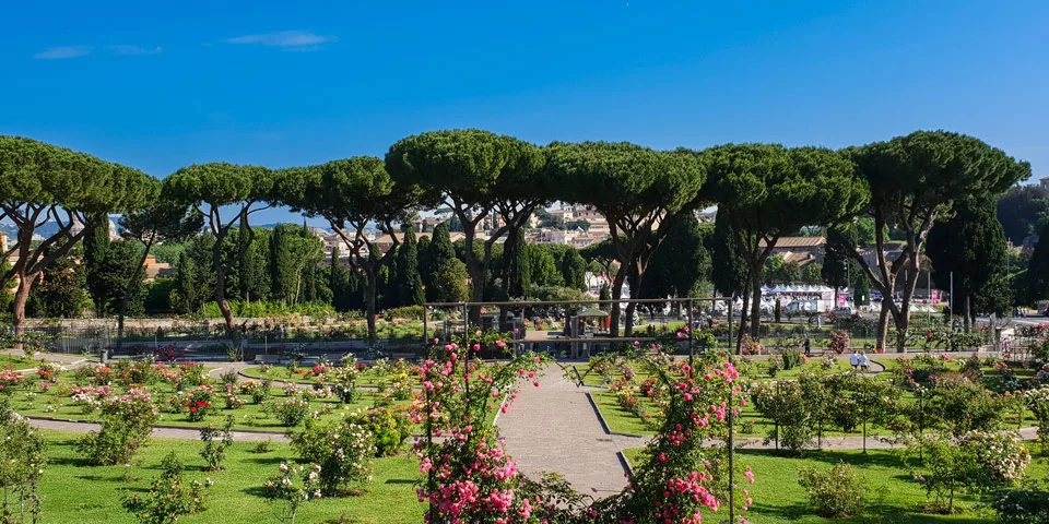 Umbrella Pine Trees rose garden on the Aventine hill view of Rome