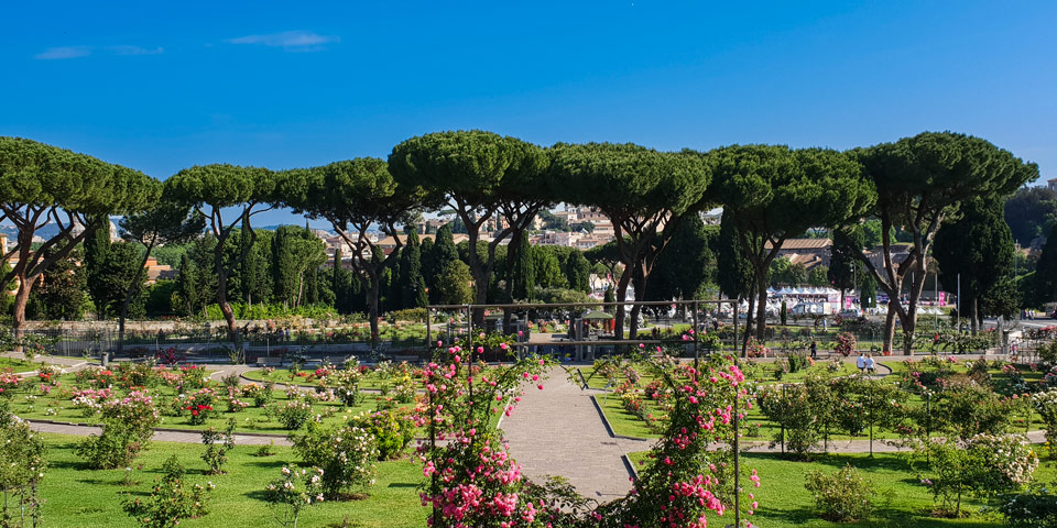 Pinos Paraguas en el jardín de rosas en la colina del Aventino con vista a Roma