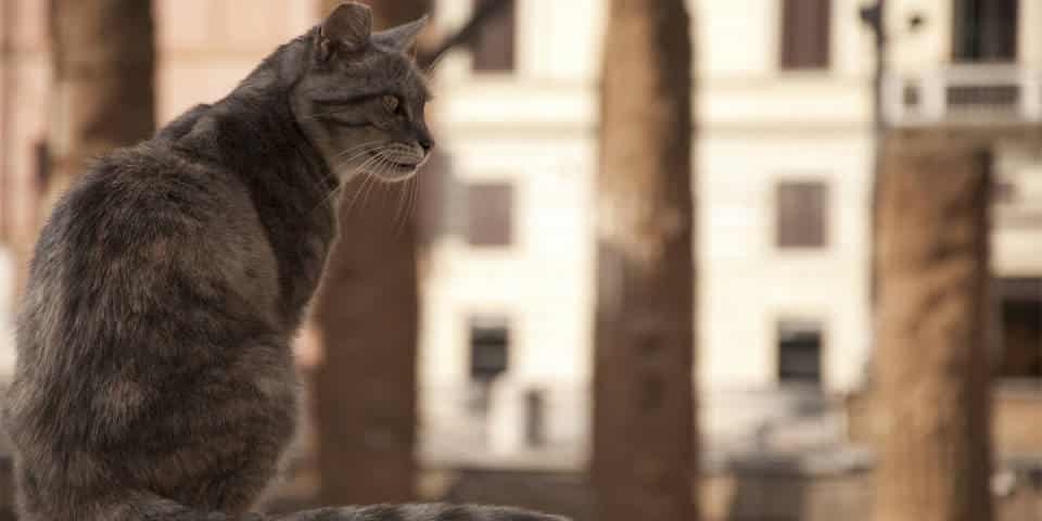 Largo Argentina cat shelter