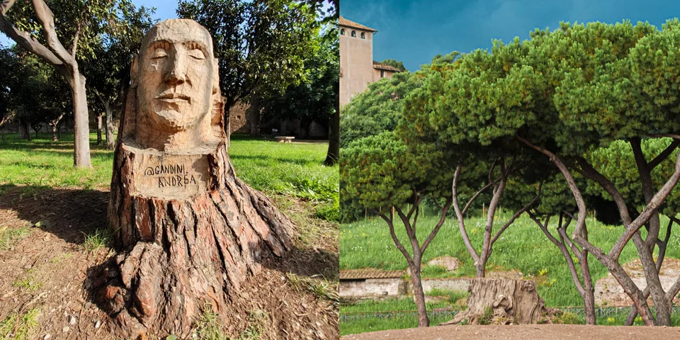 felled tree stumps Umbrella Pine in Rome