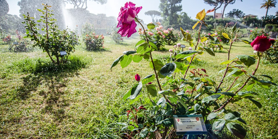 Flor etiquetada con nombre botánico y origen Jardín de Rosas Roma
