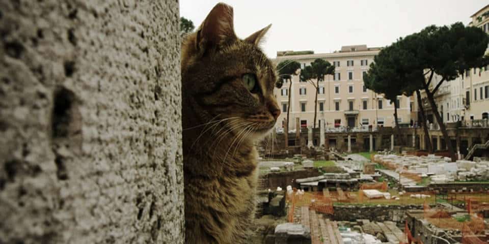 Cat Sanctuary Ruins in Rome: Largo Argentina