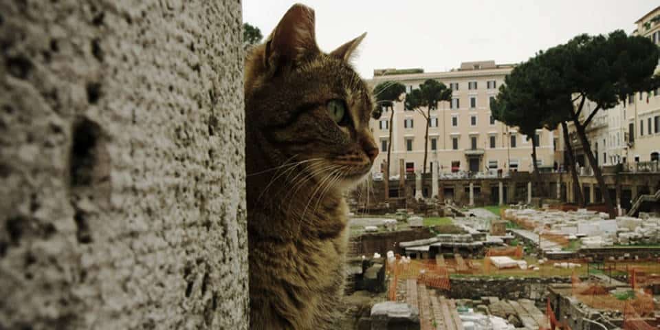 A cat on Largo di Torre Argentina