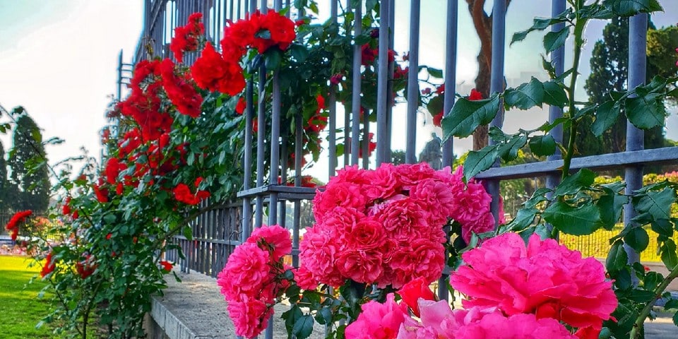 rose garden rome