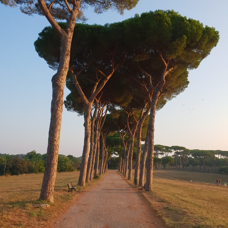 Umbrella pine avenue near the Via Vitellia entrance to Villa Doria Pamphilj