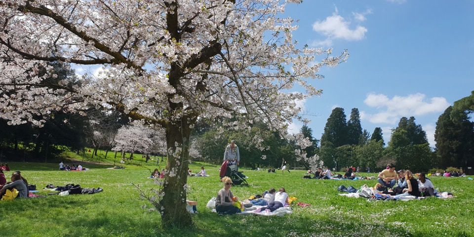 White spring blossoms above picnickers in Villa Doria Pamphilj in April